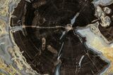 Petrified Wood (Schinoxylon) Round - Blue Forest, Wyoming #334992-1